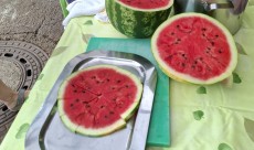 Pica lubenica