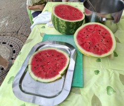 Pica lubenica