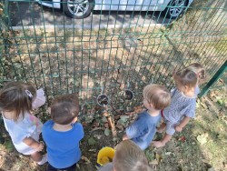 Kje so jagode?